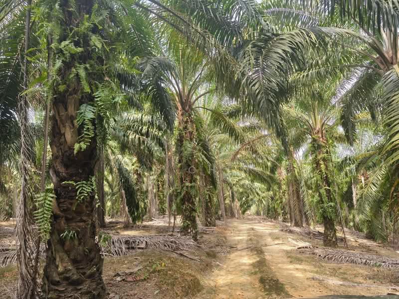 Agricultural Land for Sale in Kulai (Johor) - KS Chin - Exterior - PropertyGuru.com.my