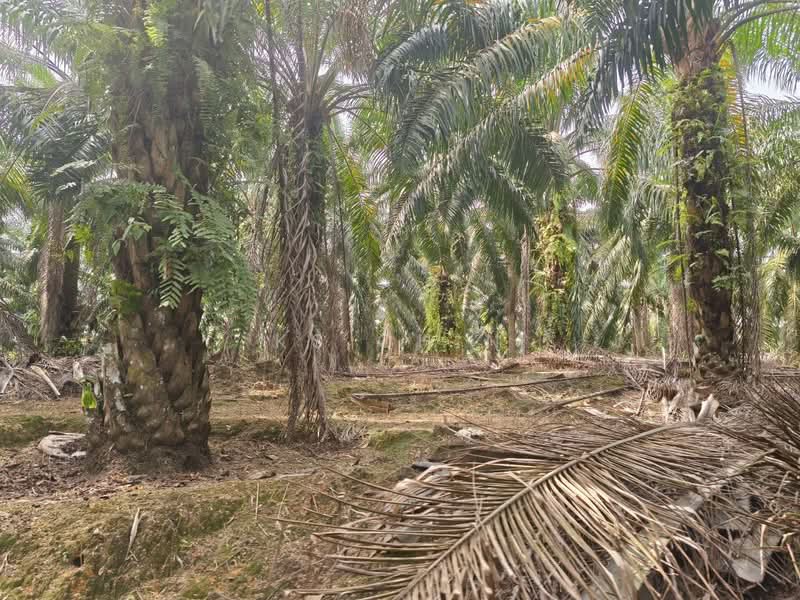 Agricultural Land for Sale in Kulai (Johor) - KS Chin - PropertyGuru.com.my