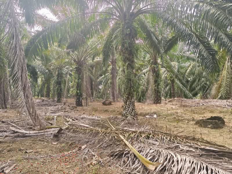 Agricultural Land for Sale in Kulai (Johor) - KS Chin - Exterior - PropertyGuru.com.my