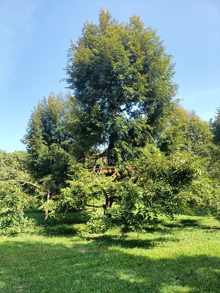 Agricultural Land for Sale in Gopeng (Perak) - Kit Pin Liew - Garden - PropertyGuru.com.my