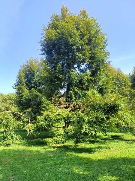 Agricultural Land for Sale in Gopeng (Perak) - Kit Pin Liew - Garden - PropertyGuru.com.my