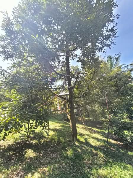 Agricultural Land for Sale in Gopeng (Perak) - Kit Pin Liew - Garden - PropertyGuru.com.my