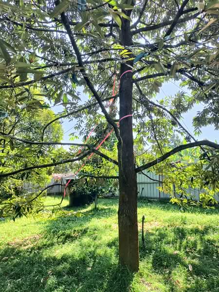 Agricultural Land for Sale in Gopeng (Perak) - Kit Pin Liew - Garden - PropertyGuru.com.my