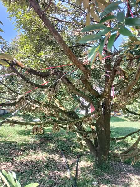 Agricultural Land for Sale in Gopeng (Perak) - Kit Pin Liew - Exterior - PropertyGuru.com.my