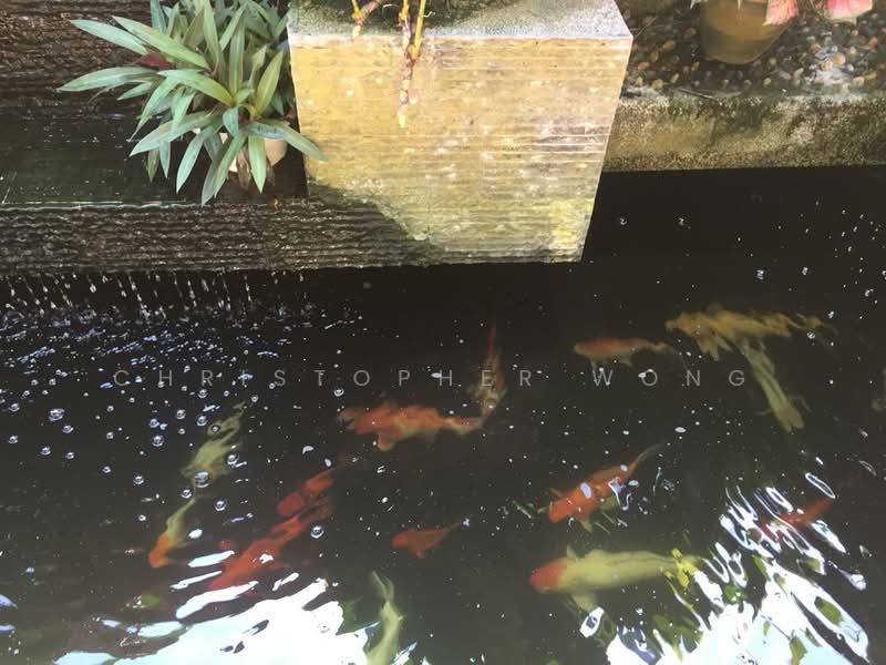 Bungalow for Sale in Petaling Jaya (Selangor) - Christopher Wong - Garden - PropertyGuru.com.my