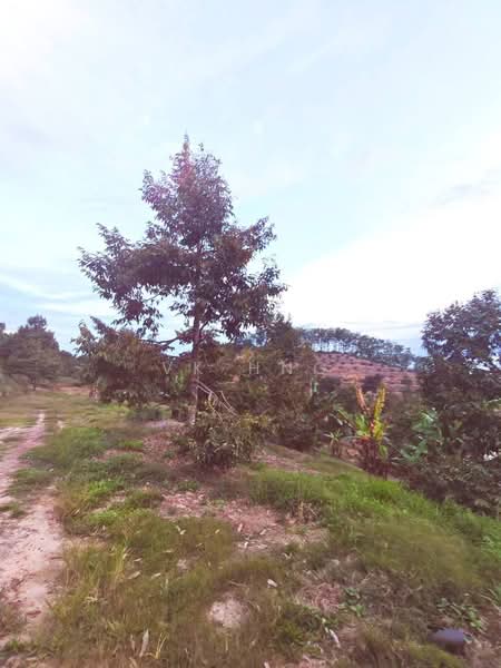 Tanah Pertanian untuk Dijual di Segamat (Johor) - VK Hng - PropertyGuru.com.my