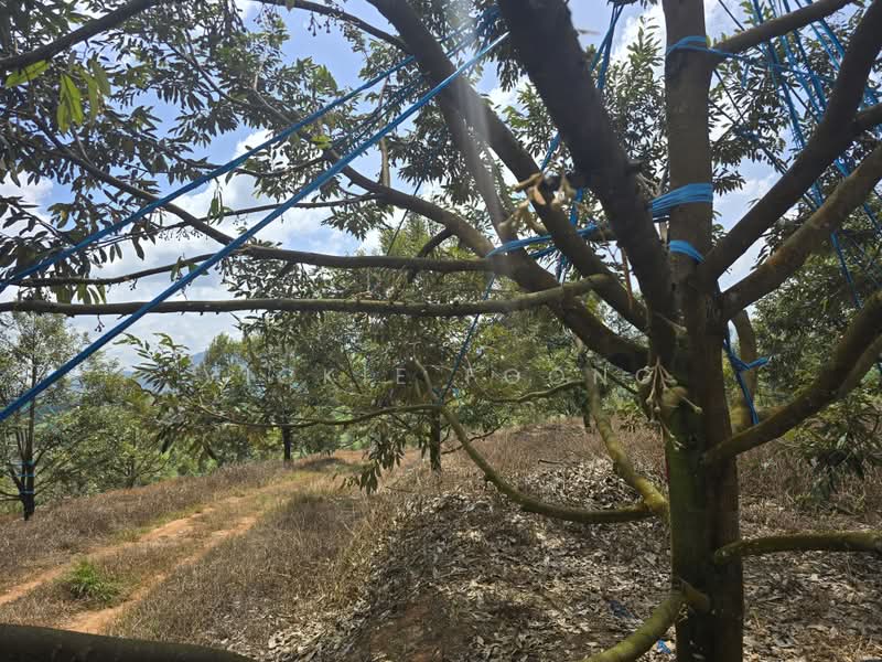 Agricultural Land for Sale in Kampung Jeram Besu (Sega) - Vickie Foong - Exterior - PropertyGuru.com.my