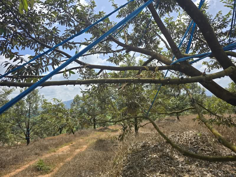 Agricultural Land for Sale in Kampung Jeram Besu (Sega) - Vickie Foong - Exterior - PropertyGuru.com.my