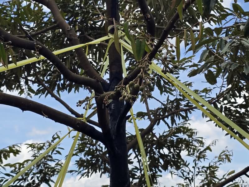 Agricultural Land for Sale in Kampung Jeram Besu (Sega) - Vickie Foong - Exterior - PropertyGuru.com.my