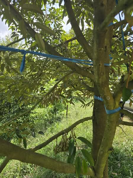 Agricultural Land for Sale in Kampung Jeram Besu (Sega) - Vickie Foong - Exterior - PropertyGuru.com.my