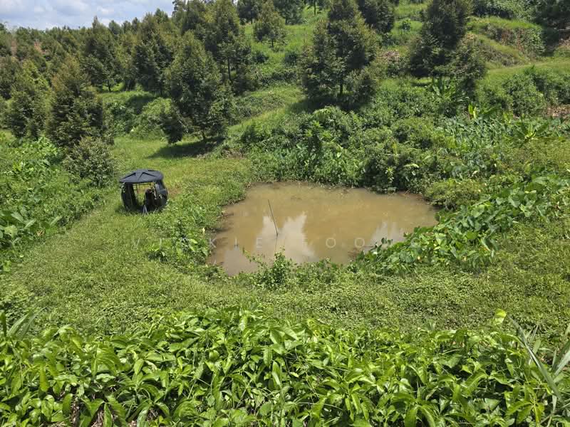 Agricultural Land for Sale in Kampung Jeram Besu (Sega) - Vickie Foong - Garden - PropertyGuru.com.my