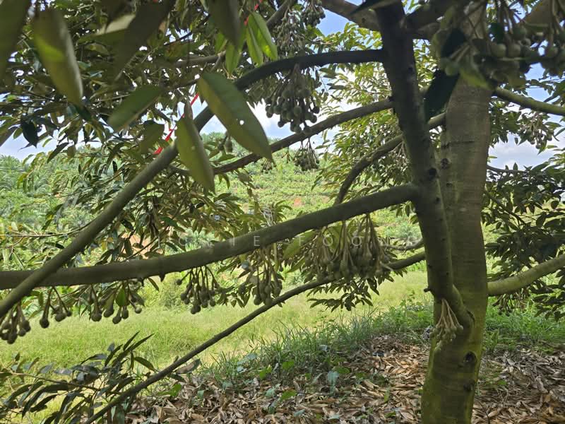 Agricultural Land for Sale in Kampung Jeram Besu (Sega) - Vickie Foong - Exterior - PropertyGuru.com.my