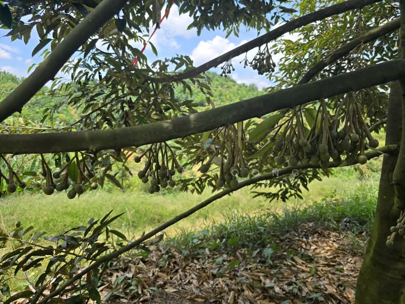 Agricultural Land for Sale in Kampung Jeram Besu (Sega) - Vickie Foong - Exterior - PropertyGuru.com.my