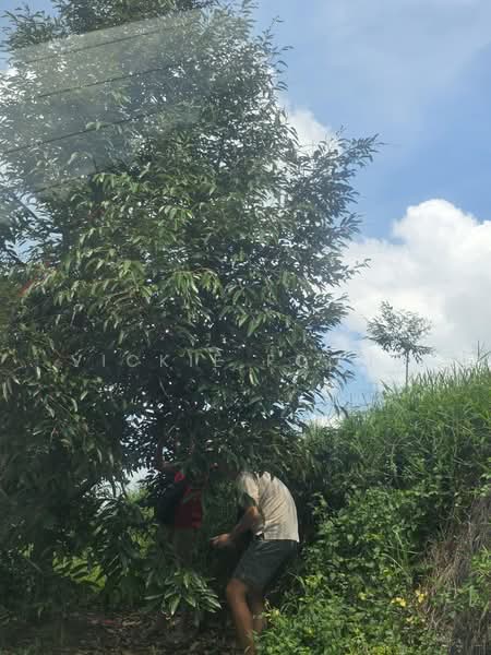 Agricultural Land for Sale in Kampung Jeram Besu (Sega) - Vickie Foong - Exterior - PropertyGuru.com.my
