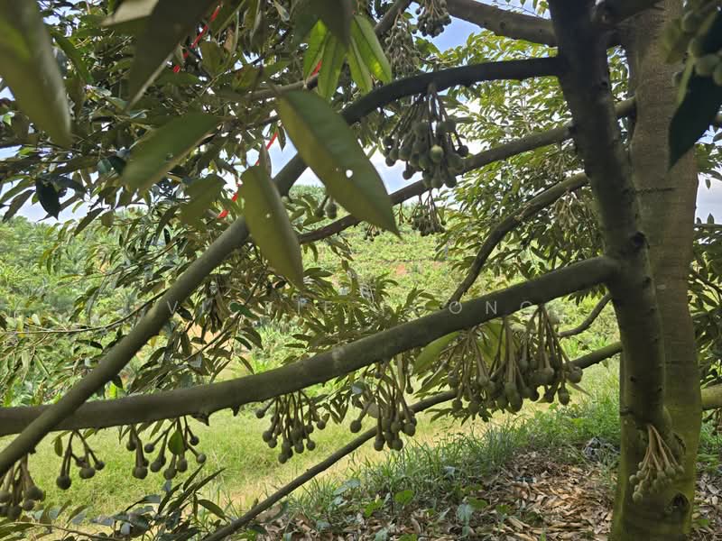Agricultural Land for Sale in Kampung Jeram Besu (Sega) - Vickie Foong - Exterior - PropertyGuru.com.my