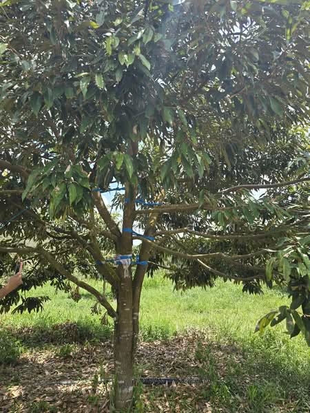 Agricultural Land for Sale in Kampung Jeram Besu (Sega) - Vickie Foong - Exterior - PropertyGuru.com.my