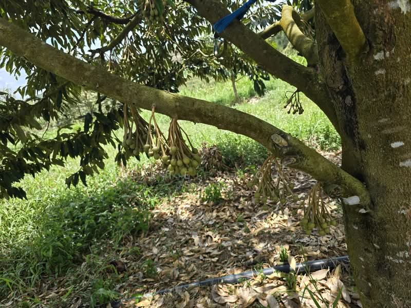 Agricultural Land for Sale in Kampung Jeram Besu (Sega) - Vickie Foong - Exterior - PropertyGuru.com.my