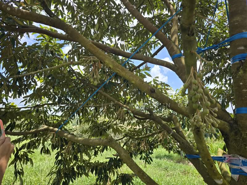 Agricultural Land for Sale in Kampung Jeram Besu (Sega) - Vickie Foong - Exterior - PropertyGuru.com.my