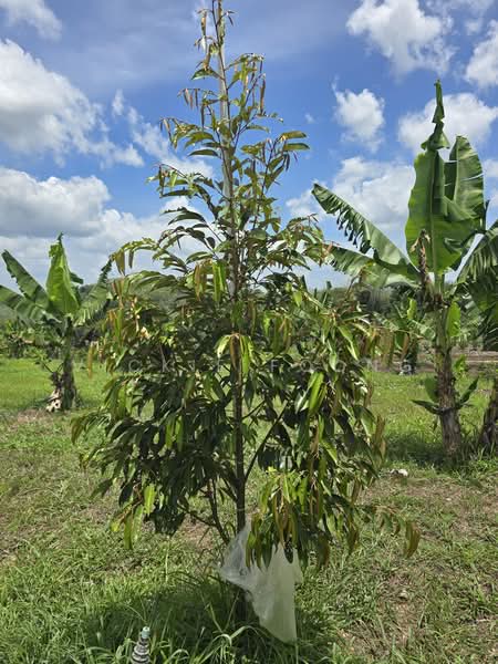 Agricultural Land for Sale in Kampung Jeram Besu (Sega) - Vickie Foong - Exterior - PropertyGuru.com.my