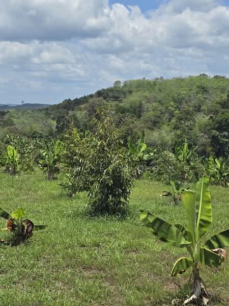Agricultural Land for Sale in Kampung Jeram Besu (Sega) - Vickie Foong - Garden - PropertyGuru.com.my