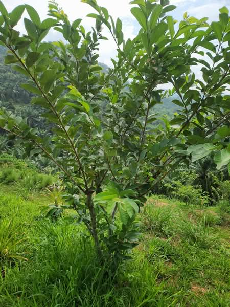 Kuala Pilah untuk Untuk Dijual - RM 1,300,000, Mac 2026 - Garden - PropertyGuru.com.my