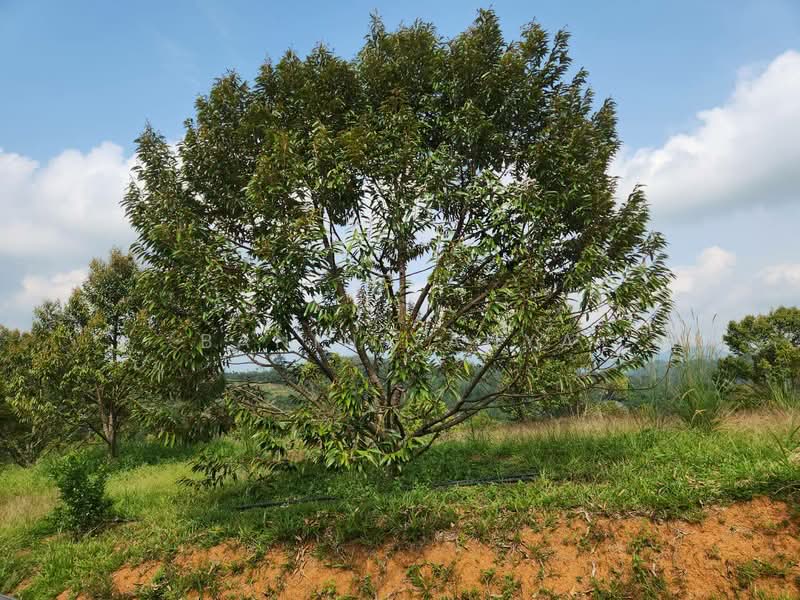 Kuala Pilah untuk Untuk Dijual - RM 1,300,000, Mac 2026 - Garden - PropertyGuru.com.my