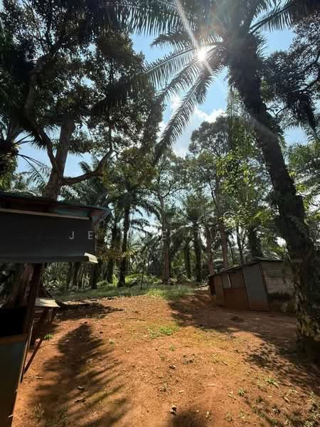 Agricultural Land for Sale in Kampung Ulu Pulai (Pekan Nanas) - Jessie Tan - Exterior - PropertyGuru.com.my