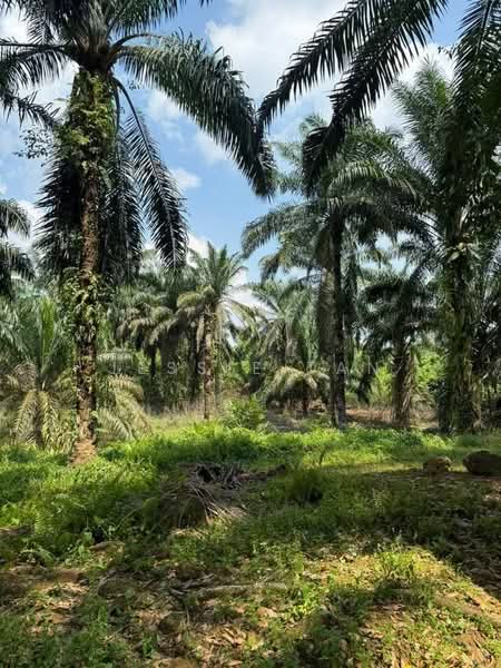 Agricultural Land for Sale in Kampung Ulu Pulai (Pekan Nanas) - Jessie Tan - Garden - PropertyGuru.com.my