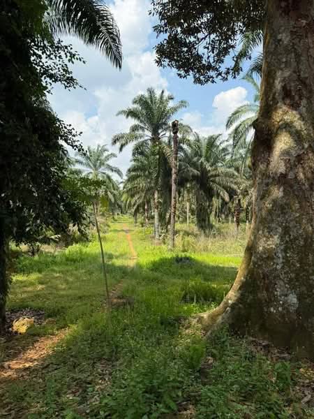 Agricultural Land for Sale in Kampung Ulu Pulai (Pekan Nanas) - Jessie Tan - Exterior - PropertyGuru.com.my