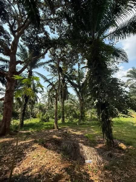 Agricultural Land for Sale in Kampung Ulu Pulai (Pekan Nanas) - Jessie Tan - Exterior - PropertyGuru.com.my
