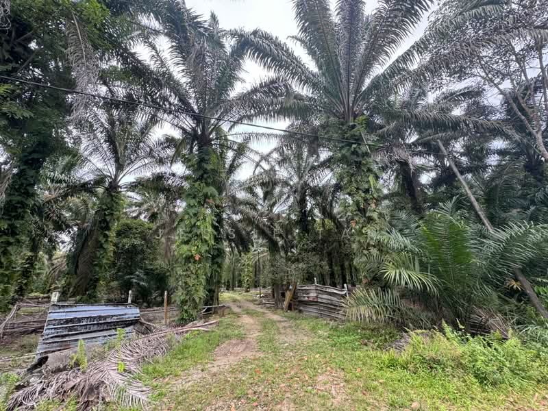 Agricultural Land for Sale in Kampung Bahagia Ulu Choh (Pekan Nanas) - Jessie Tan - Exterior - PropertyGuru.com.my