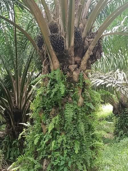 Agricultural Land for Sale in Kota Tinggi (Johor) - Izzati Radin - Exterior - PropertyGuru.com.my