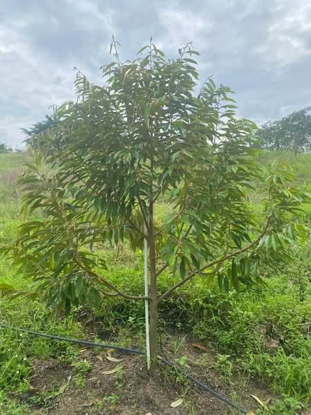 Agriculture Land in Bukit Sapi Lenggong Perak untuk Untuk Dijual - RM 1,200,000, Mac 2026 - PropertyGuru.com.my