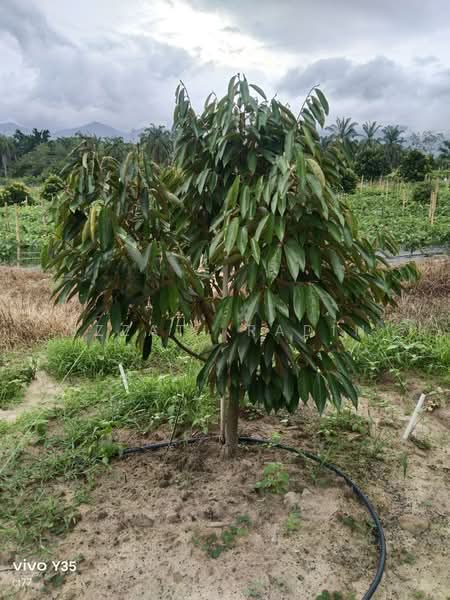 Agriculture Land in Bukit Sapi Lenggong Perak untuk Untuk Dijual - RM 1,200,000, Mac 2026 - PropertyGuru.com.my