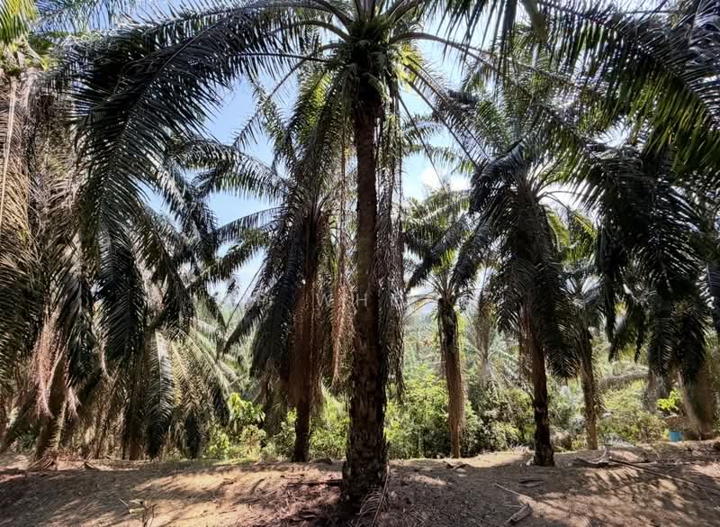 Tanah Pertanian untuk Dijual di Junjung (Kulim) - SP Whong - PropertyGuru.com.my