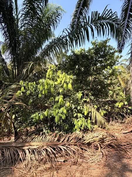 Tanah Pertanian untuk Dijual di Junjung (Kulim) - SP Whong - Exterior - PropertyGuru.com.my