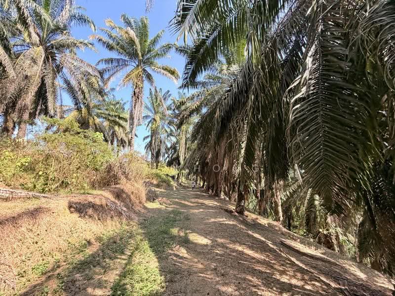 Tanah Pertanian untuk Dijual di Junjung (Kulim) - SP Whong - PropertyGuru.com.my