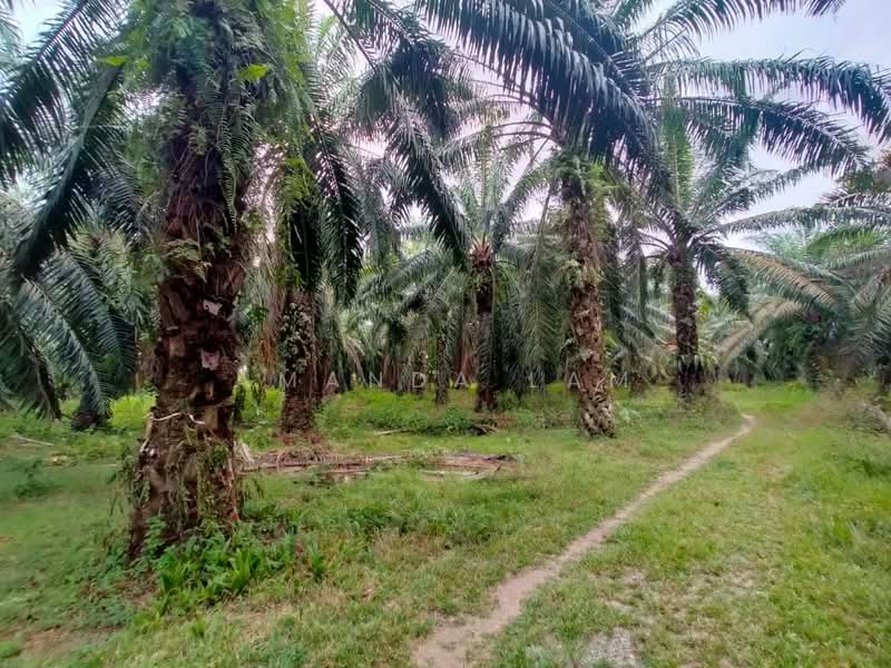 Agricultural Land for Sale in Tasek Gelugor (Penang) - Amanda Lam - Exterior - PropertyGuru.com.my