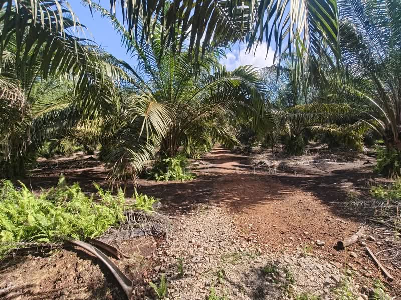 Agricultural Land for Sale in Kampung Parit Bugis (Pontian) - Victor Lim - PropertyGuru.com.my