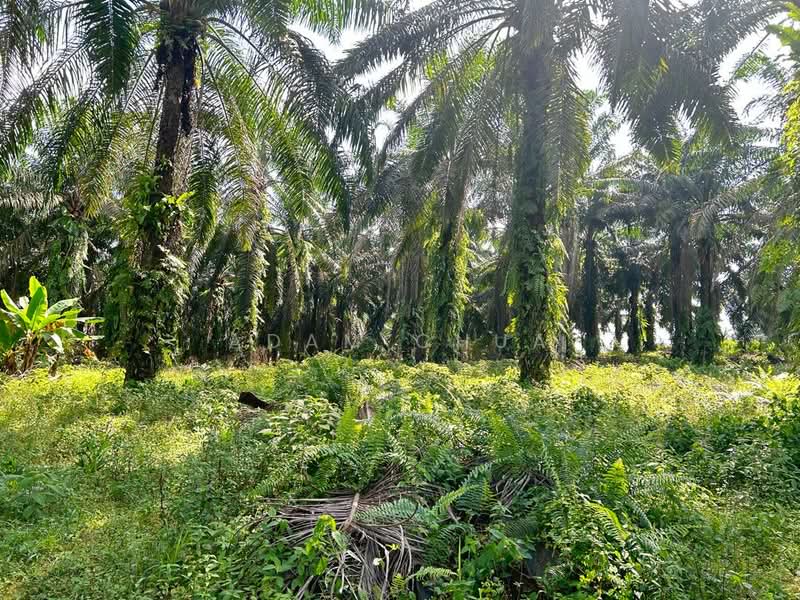 10 Acres Agriculture Land @ Plentong, Masai untuk Untuk Dijual - RM 6,534,000, Mac 2026 - Garden - PropertyGuru.com.my