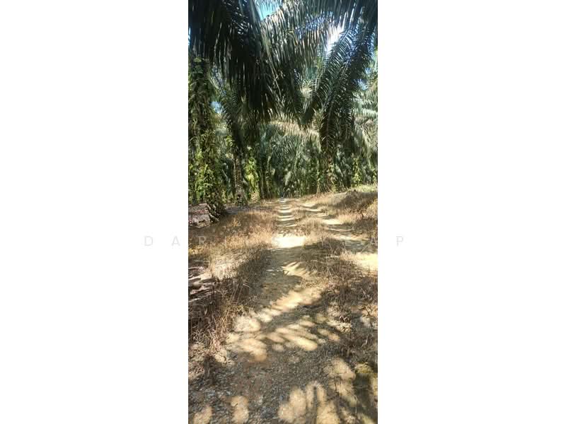 Agricultural Land for Sale in Kulai (Johor) - Darius Yeap - Exterior - PropertyGuru.com.my