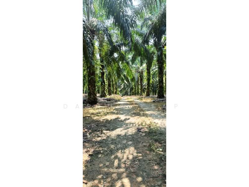 Agricultural Land for Sale in Kulai (Johor) - Darius Yeap - Exterior - PropertyGuru.com.my
