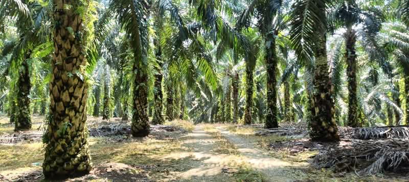 Agricultural Land for Sale in Kulai (Johor) - Darius Yeap - PropertyGuru.com.my