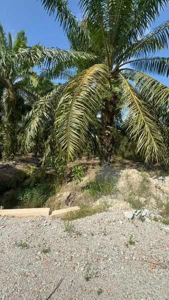 Agricultural Land for Sale in Kota Tinggi (Johor) - Ty Tan - PropertyGuru.com.my