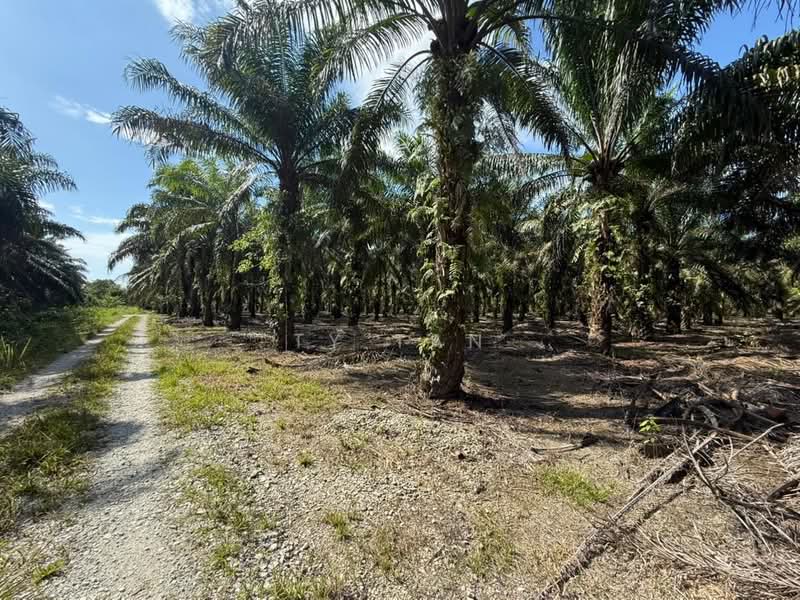 Agricultural Land for Sale in Kota Tinggi (Johor) - Ty Tan - Exterior - PropertyGuru.com.my