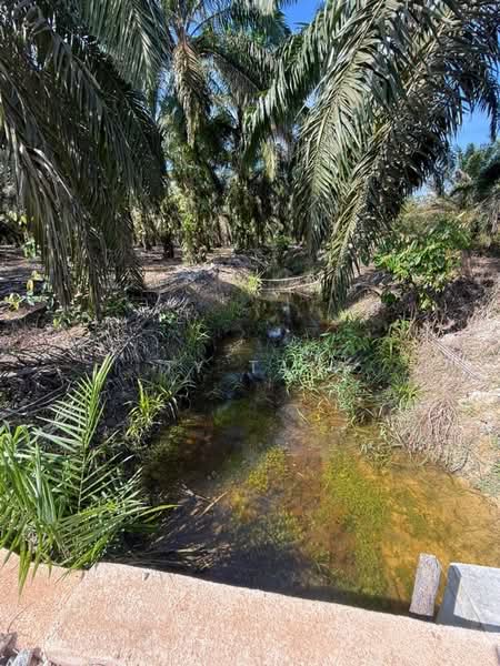 Agricultural Land for Sale in Kota Tinggi (Johor) - Ty Tan - Exterior - PropertyGuru.com.my