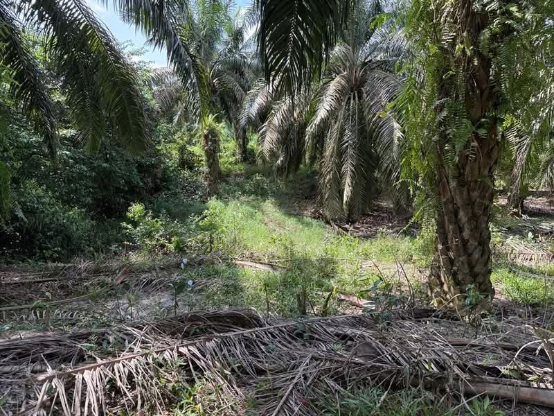 Agricultural Land for Sale in Kota Tinggi (Johor) - Ty Tan - Exterior - PropertyGuru.com.my