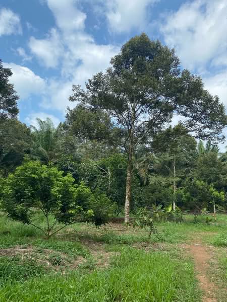 Agricultural Land for Sale in Johor Bahru (Johor) - K S Ong - Garden - PropertyGuru.com.my
