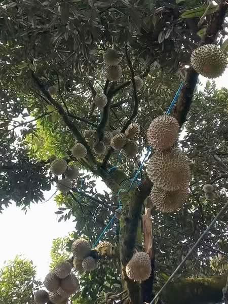 Agricultural Land for Sale in Johor Bahru (Johor) - K S Ong - PropertyGuru.com.my