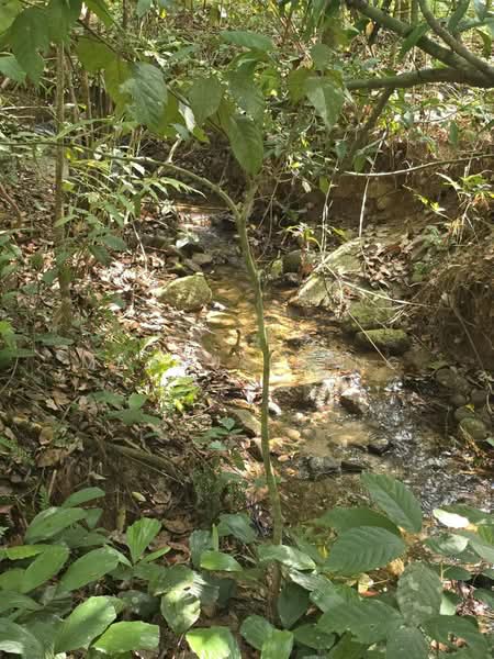 Kati @ Kuala Kangsar untuk Untuk Dijual - RM 484,800, Mac 2026 - Garden - PropertyGuru.com.my